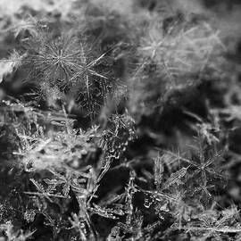 Snow Constellation by Rona Black