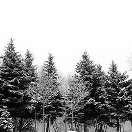 Snow Covered Trees by Gail Shotlander