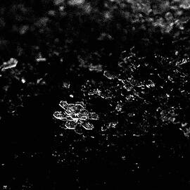 Snow Flower by Rona Black