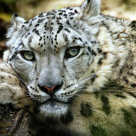 Snow Leopard by Chris Boulton