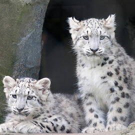Snow Leopard Cubs by Chris Boulton