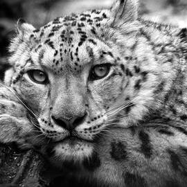Snow Leopard in black and white by Chris Boulton