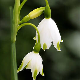 Snowbells in Spring by Rona Black