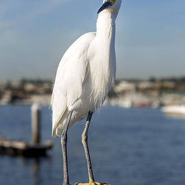 Snowy Egret by Kelley King