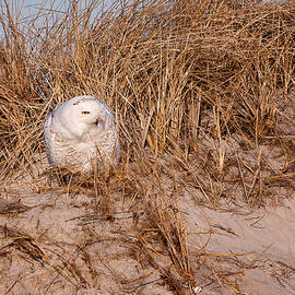 Snowy Owl In The Dunes Hampton Beach NH by Jeff Sinon