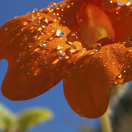 So What Rhymes with Orange Anyway by Joe Schofield