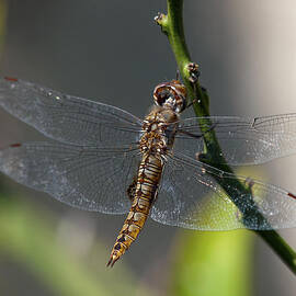 Soaking Rays by Joe Schofield