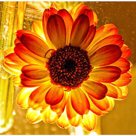 Solar Flower by Louis Dallara