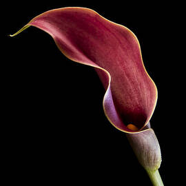 Solitary Calla  by Jean Noren