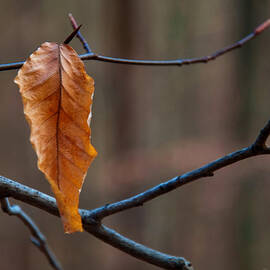 Solitary Leaf by Flees Photos