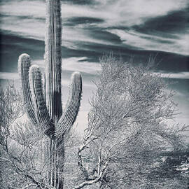 Solo Saguaro by Kelley King