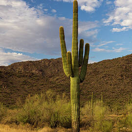 Sonoran Glow by Dustypixel
