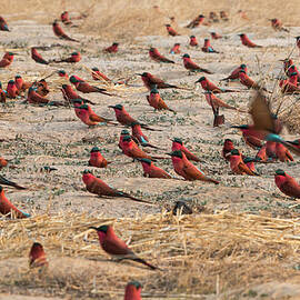 Southern Carmine Bee-eater by Franz Aberham