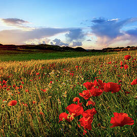 Spain, Menorca, Field Of Poppy Flowers by Westend61