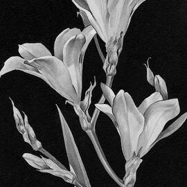 Sparaxis Flowers by Florence Mccurdy