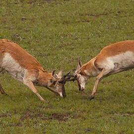 Sparing Antelope by Natural Focal Point Photography