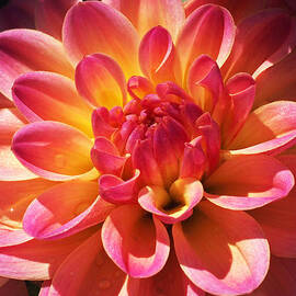 Sparkling Dahlia by Rona Black