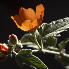 Sphaeralcea Ambigua by Joe Schofield
