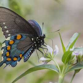 Spicebush In Wildflowers by Bill and Linda Tiepelman