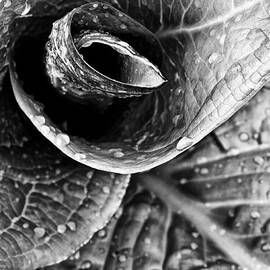 Spiral by Jeff Sinon