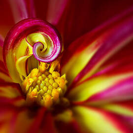 Spiral by Mary Jo Allen