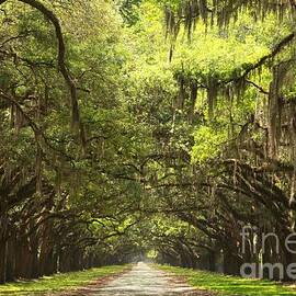 Splendid Oak Drive by Adam Jewell