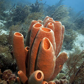 Sponge bath by Jean Noren