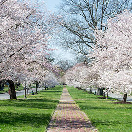 Spring Cherry Trees by Stacy Abbott