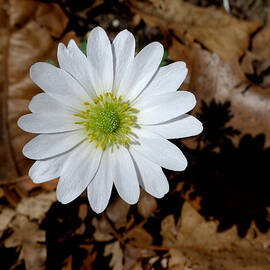 Spring Flower by Richard Reeve