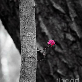 Spring Maple Growth by Steven Ralser