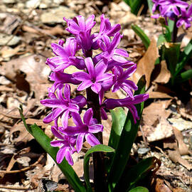 Spring - Purple Hyacinth by Richard Reeve