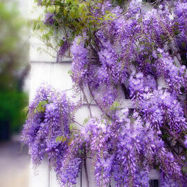 Spring Wisteria by Jessica Jenney