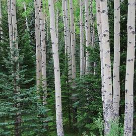 Springtime in an Aspen Forest by Cascade Colors
