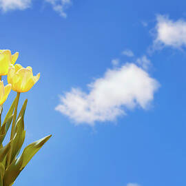 Springtime by Nicolasmccomber