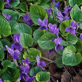 Springtime Violets by Mary Lee Dereske