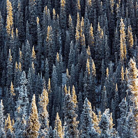Spruce Forest by Mark Newman