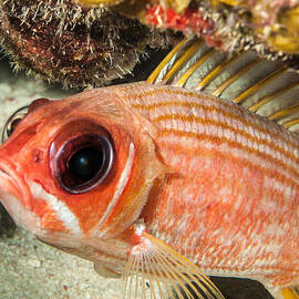 Squirrel Fish by Jean Noren