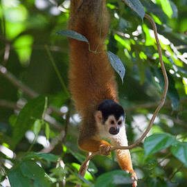 Squirrel Monkey Hanging by Tail - Osa Peninsula Costa Rica by Natural Focal Point Photography