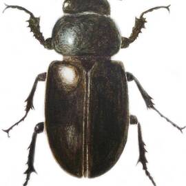 Stag Beetle by Ele Grafton