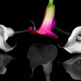 Stand Out by Susan Candelario