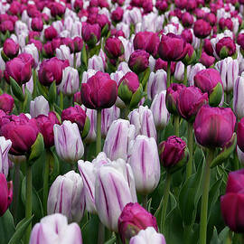 Standing Tall by Richard Reeve