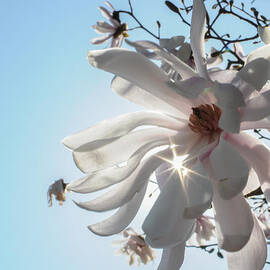 Star Magnolia in blue sky by Stacy Abbott