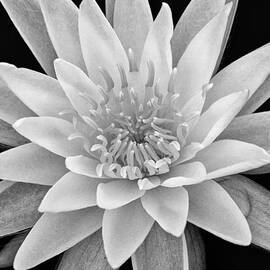 Star Of The Water by Jeff Sinon