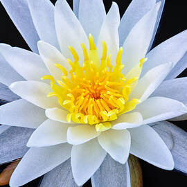 Star On The Water by Jeff Sinon