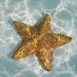 Starfish by Jon Neidert
