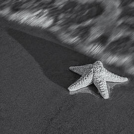 Starfish On The Beach BW by Susan Candelario