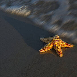 Starfish On The Beach by Susan Candelario