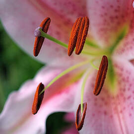 Stargazer by Rona Black