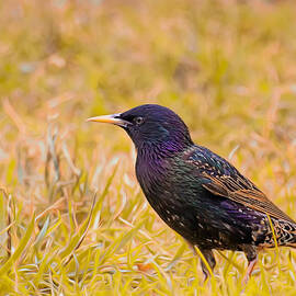 Starling On Lime Grass by Bill and Linda Tiepelman