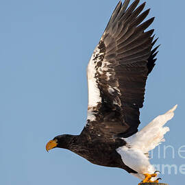 Steller's Eagle Takeoff by Natural Focal Point Photography